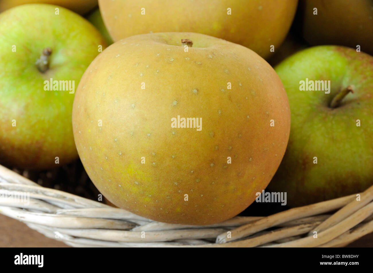 Nahaufnahme von Egremont Russet Apfel am Rand des Korbes Stockfoto