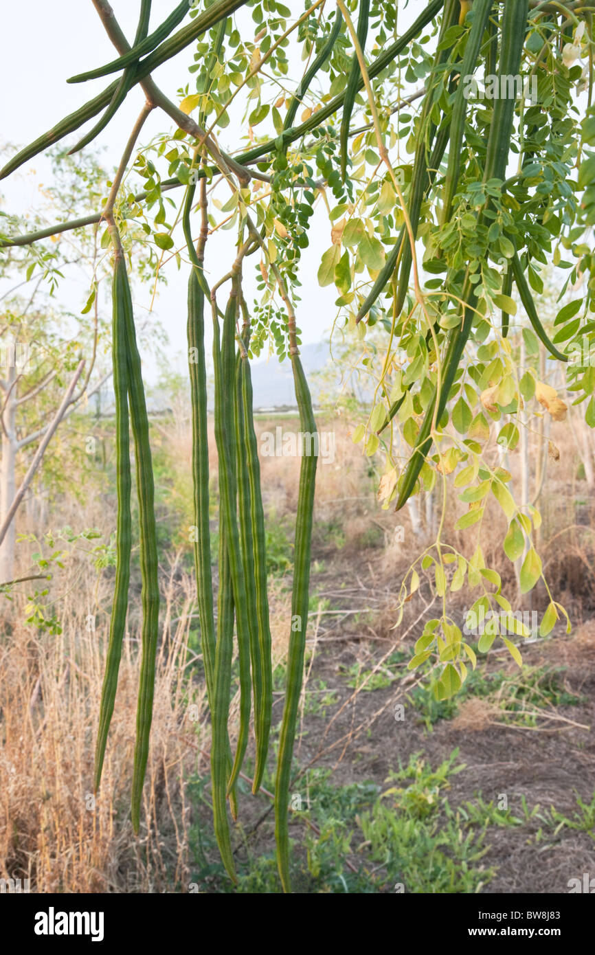 Moringa "Moringa Oleifera" Baum, Zweig, die Früchte trägt. Stockfoto