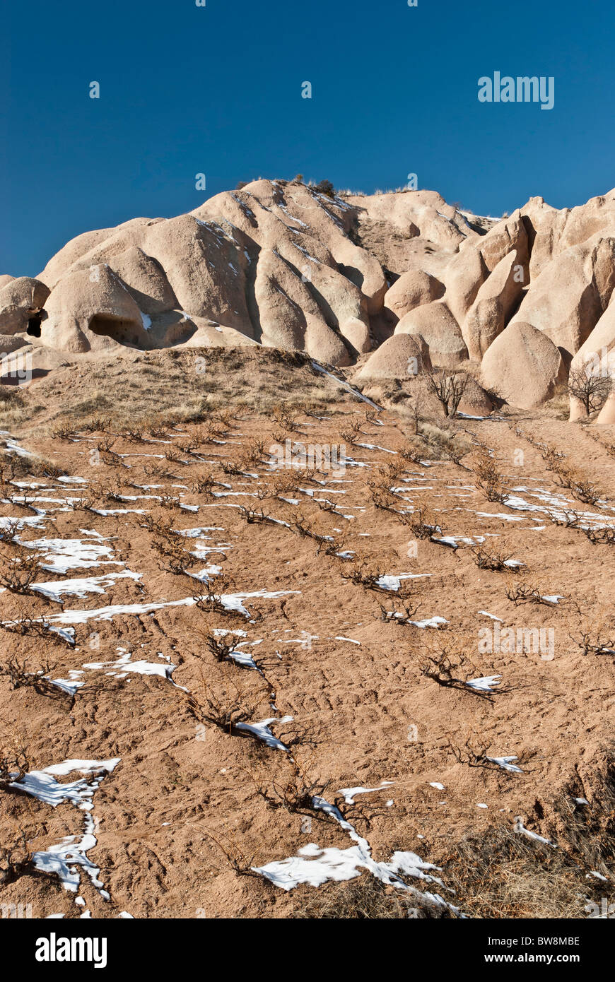 Weinberg im Winter Landschaft Capadocia, Türkei, Asien Stockfoto