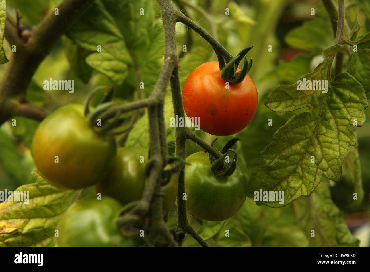 Ein Bündel von Unreife grüne Tomaten in einer Zuteilung mit einer Reife rote Tomaten wachsen. Stockfoto