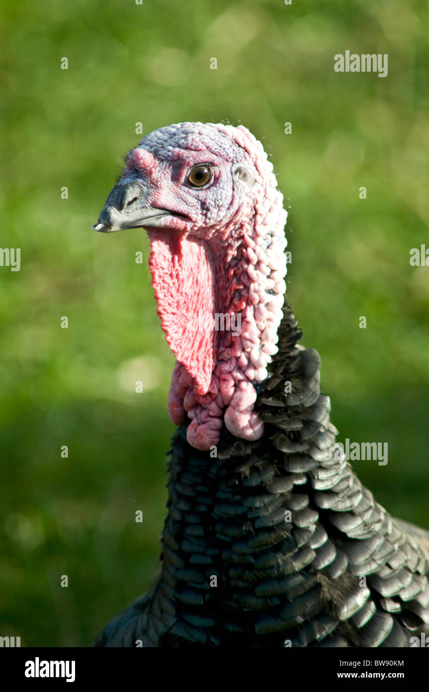 Einem einzigen Türkei Kopf mit grünem Hintergrund Stockfoto