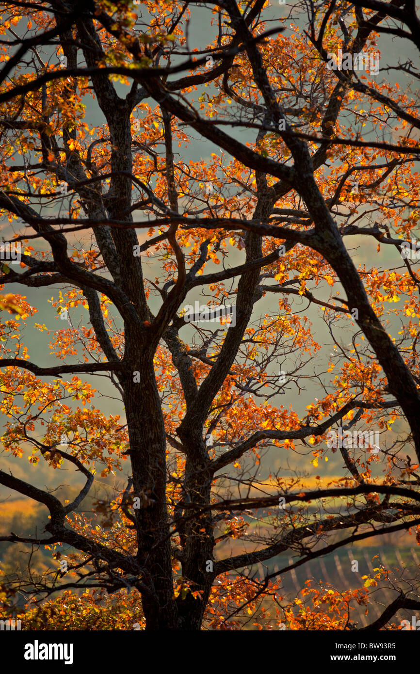 Im Herbst, eine Eiche (Quercus Robur) auf dem Coirón Plateau (Frankreich). Chêne Pédonculé En Automne Sur le plateau du Coirons. Stockfoto