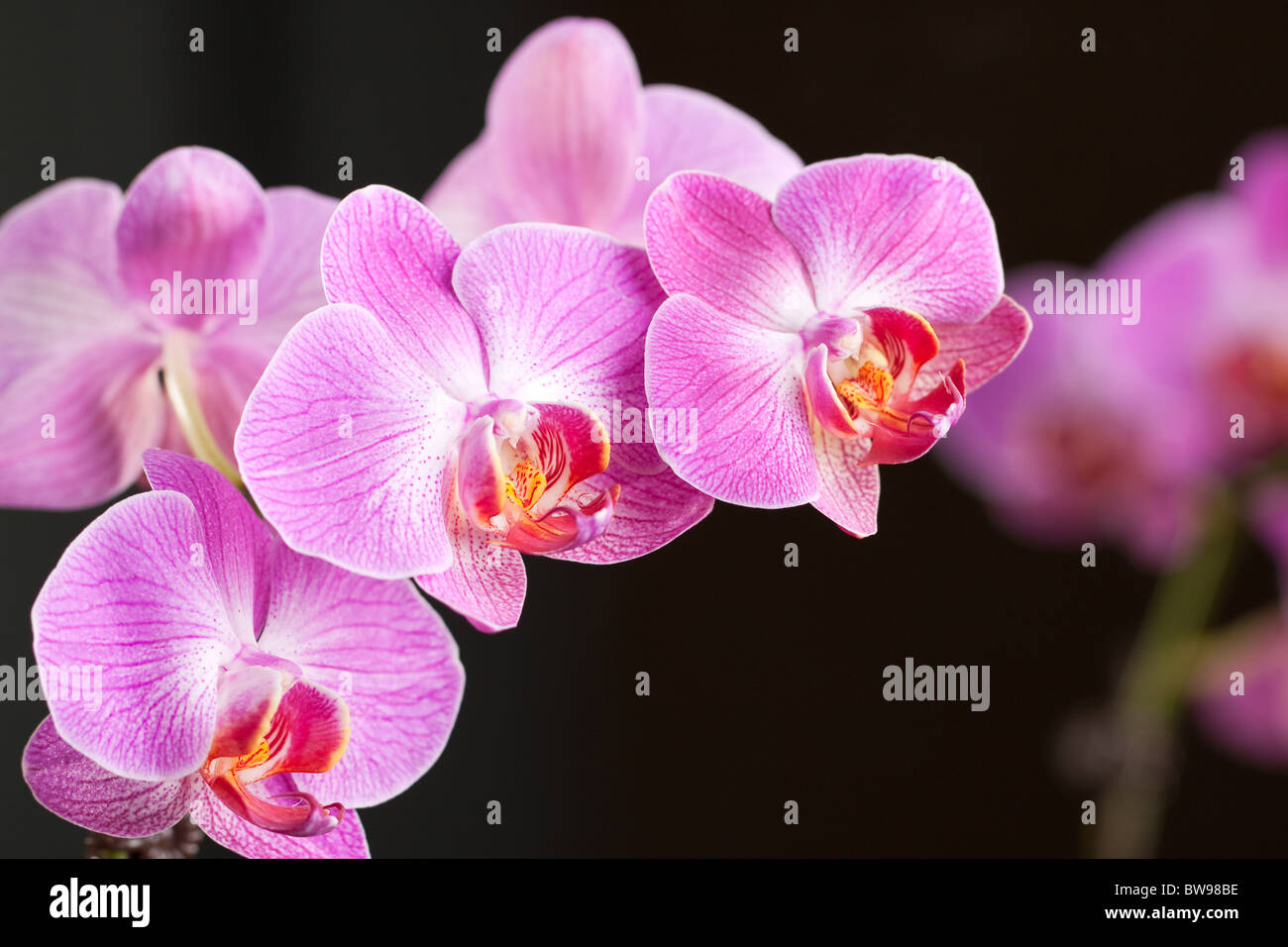 Wunderschöne Orchidee in voller Blüte Stockfoto