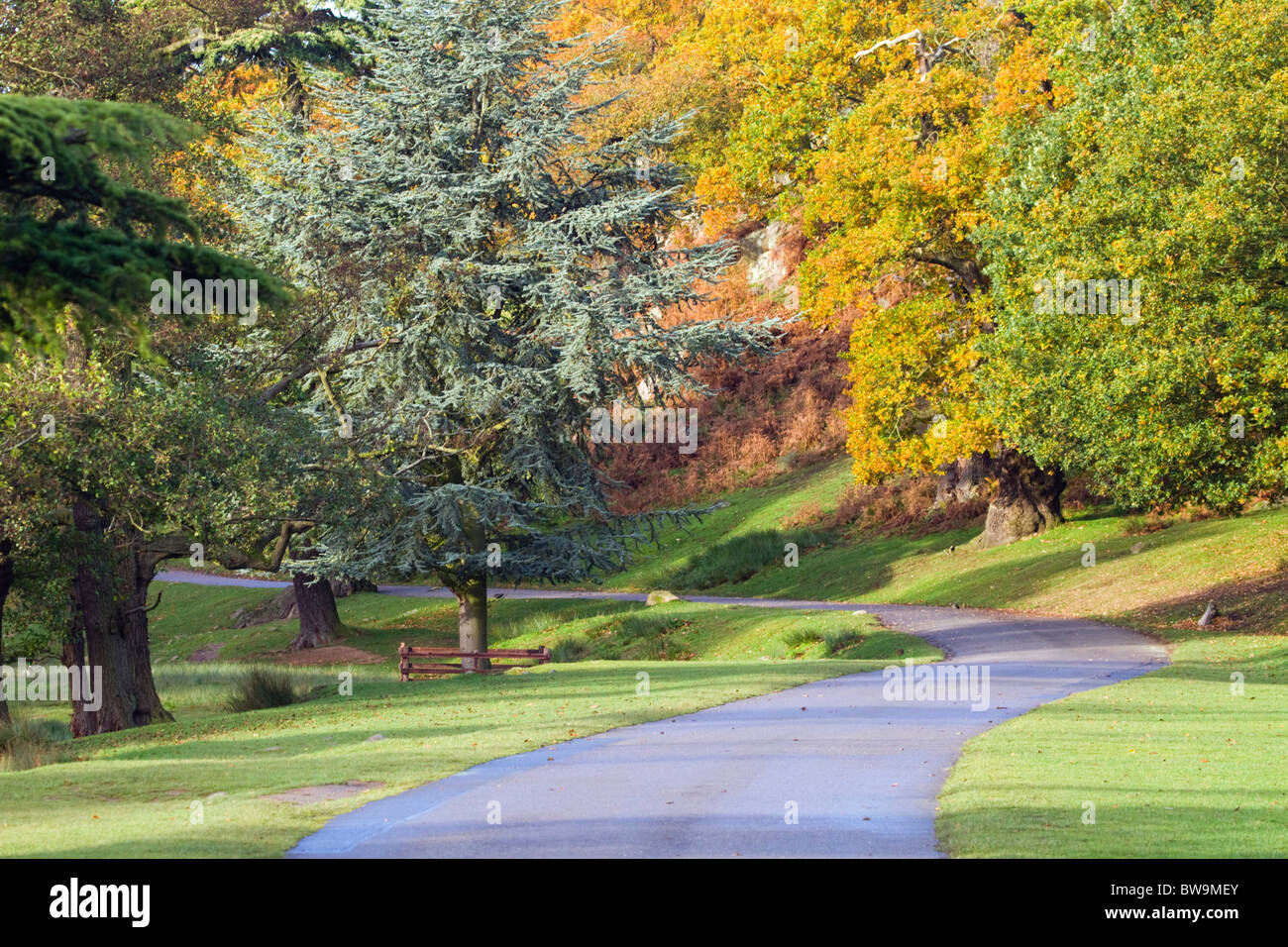 Bradgate Park; Leicestershire; Herbstfärbung Stockfoto