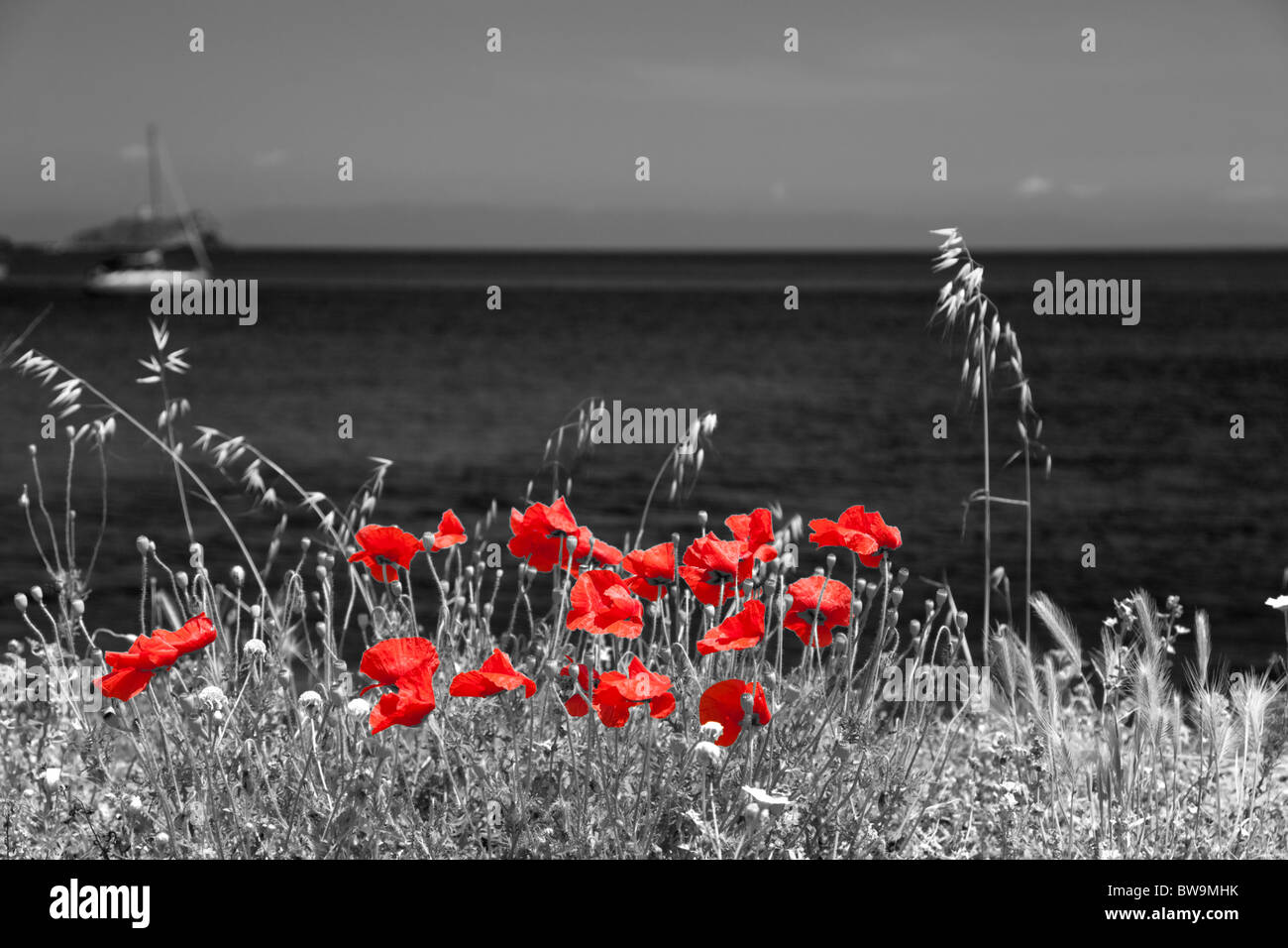 Mohn gedeihen am Meer im Frühsommer. Stockfoto