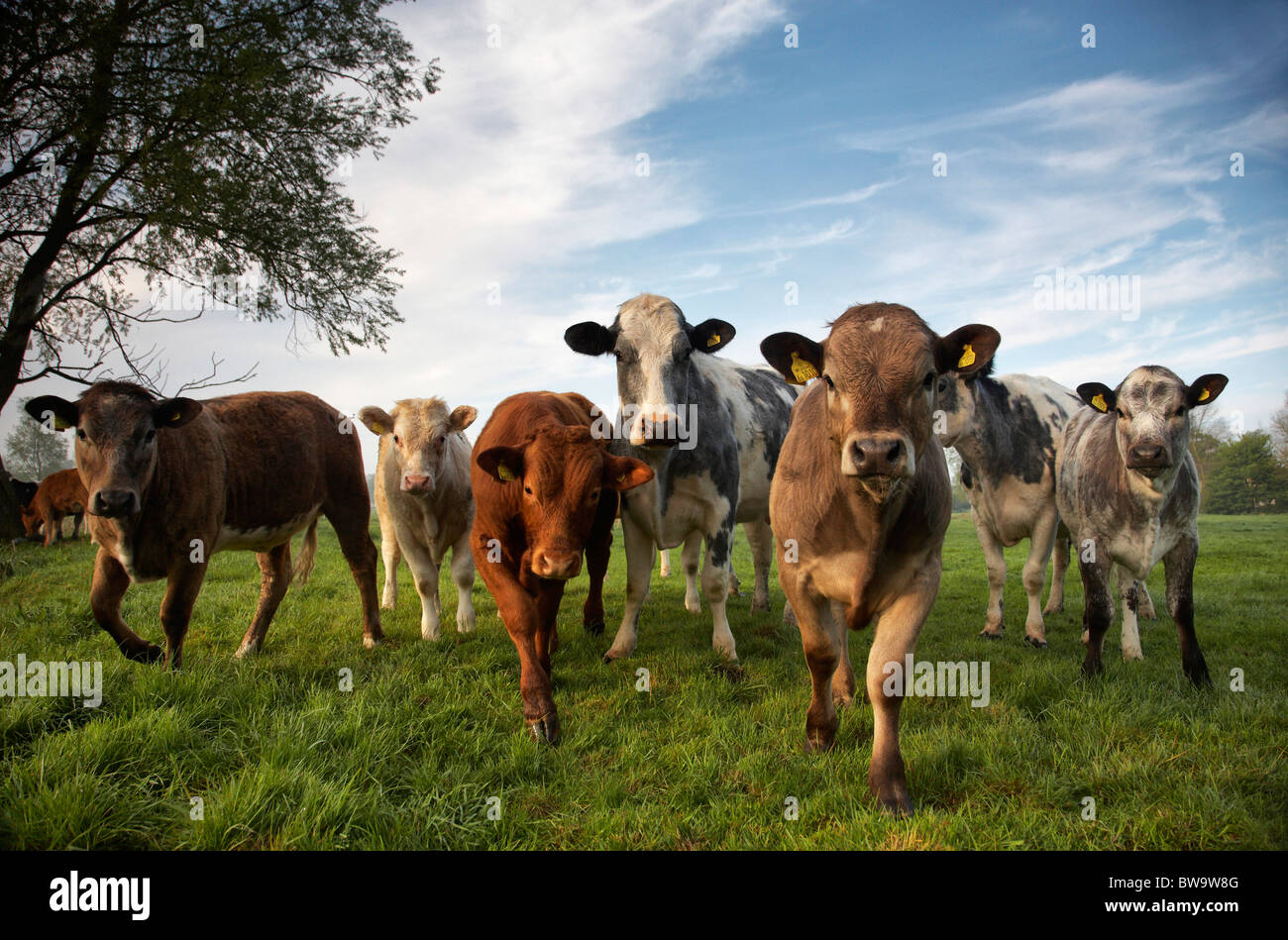 Jungvieh auf einer Wiese Norfolk Stockfoto