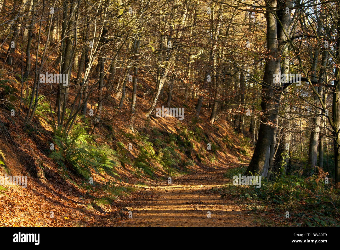 Kildale Wald im November, North Yorkshire Stockfoto