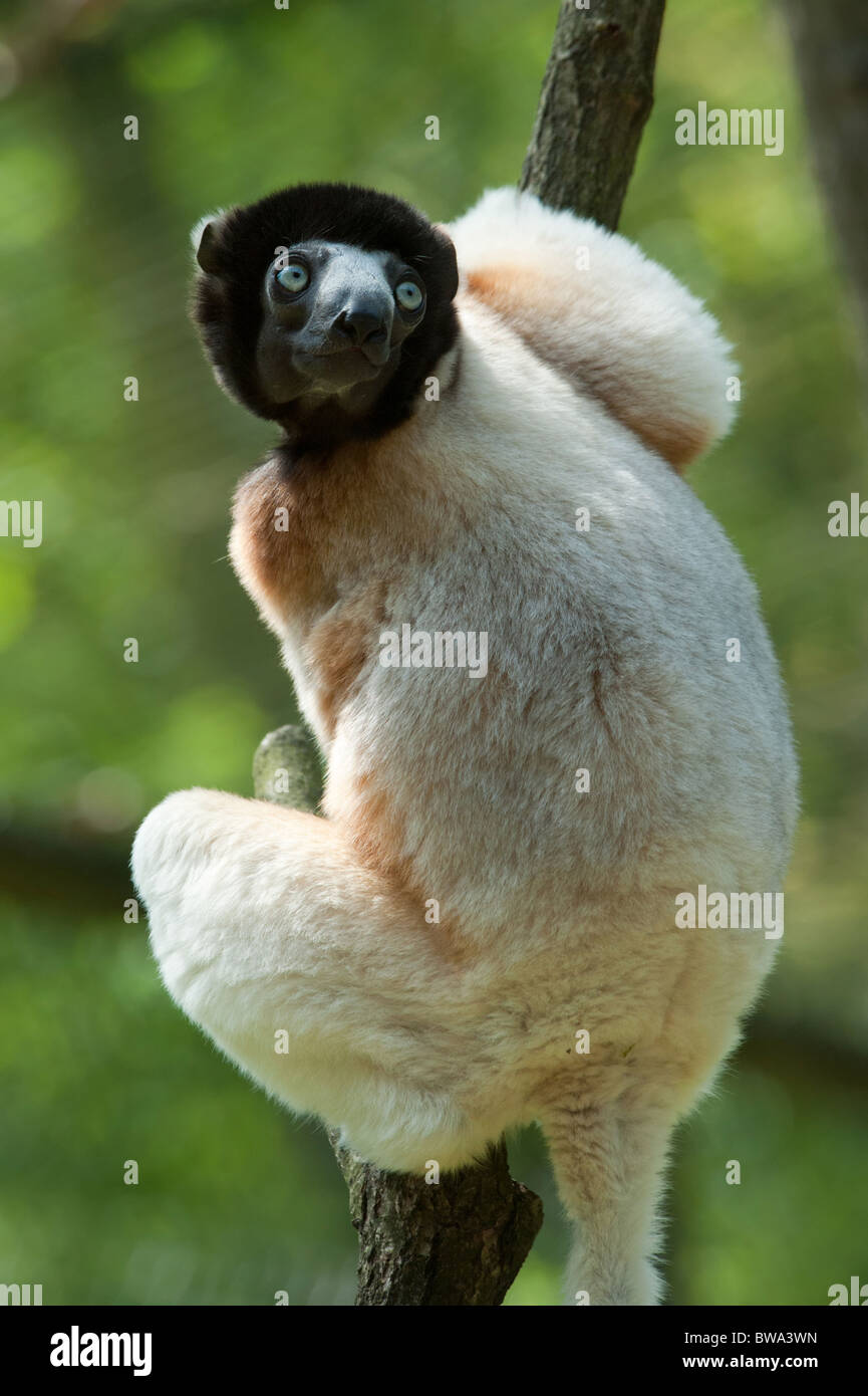 Eine niedliche gekrönt Sifaka (Propithecus Coronatus) in einem Baum Stockfoto