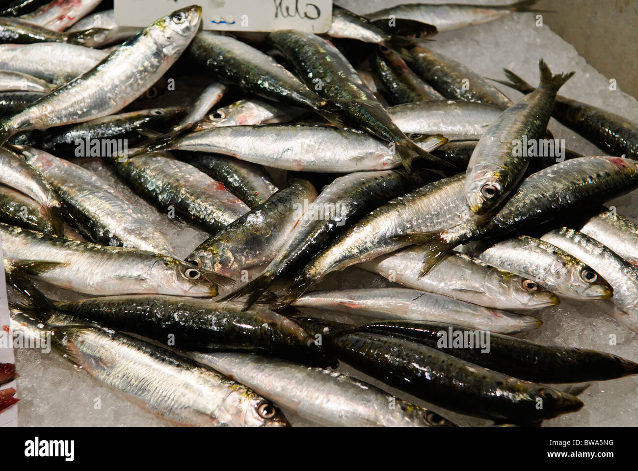 frische Sardinen (Sardina Pilchardus) zum Verkauf Stockfoto