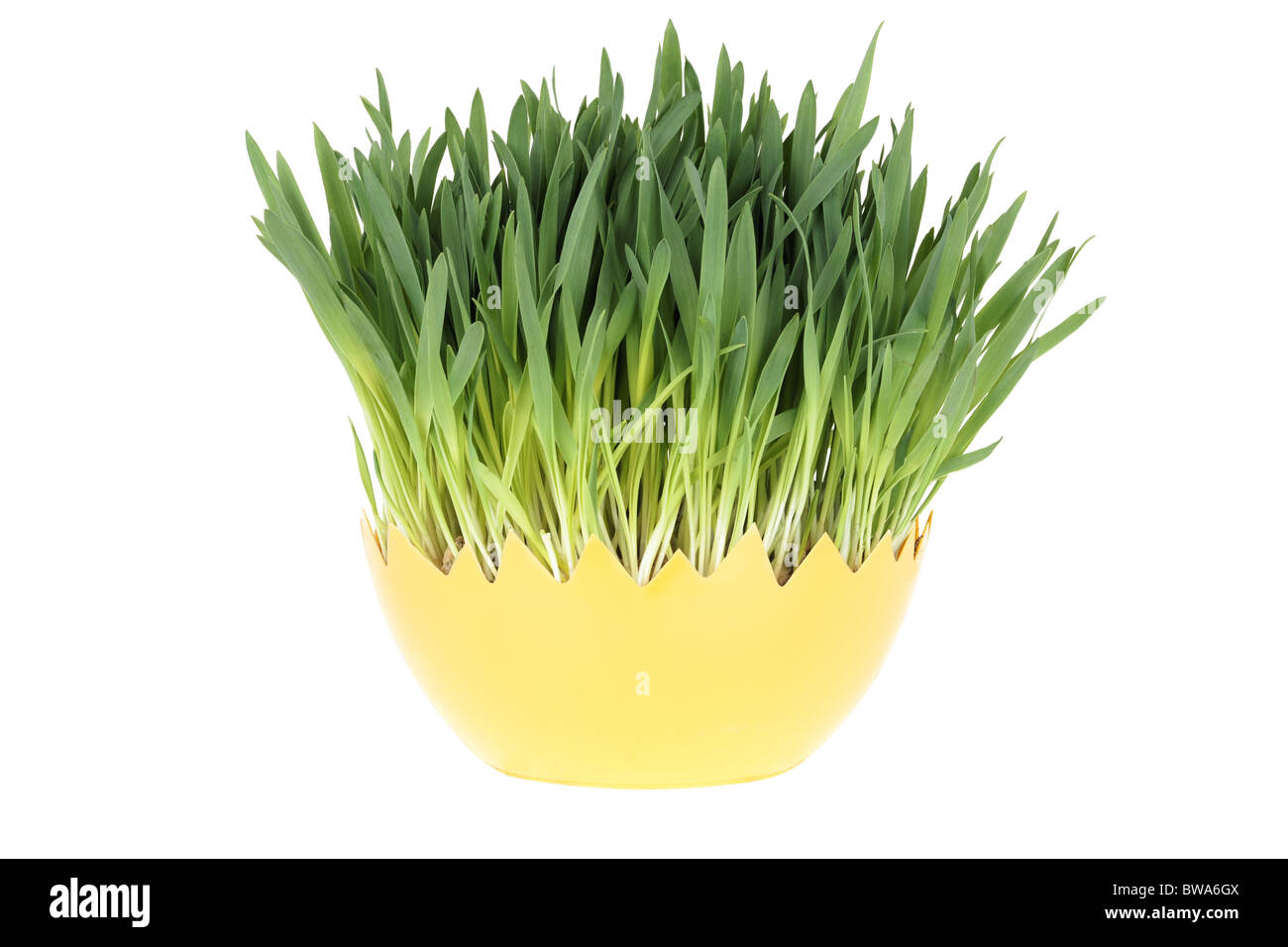 Grüne frische Ostern Rasen isoliert auf weißem Hintergrund Stockfoto