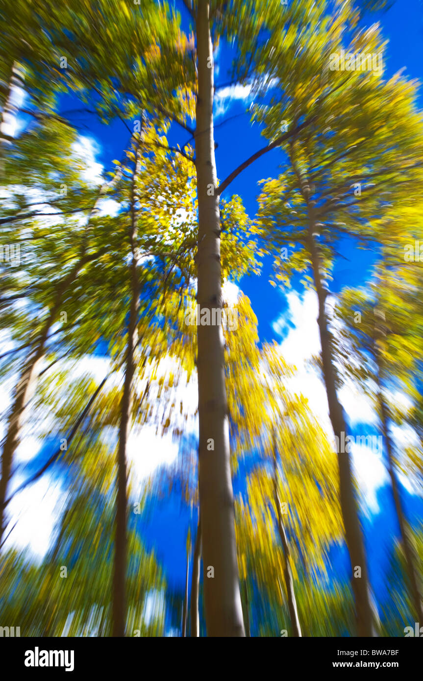 Kreative Kamera-Technik auf Aspen Bäume fallen Stockfoto