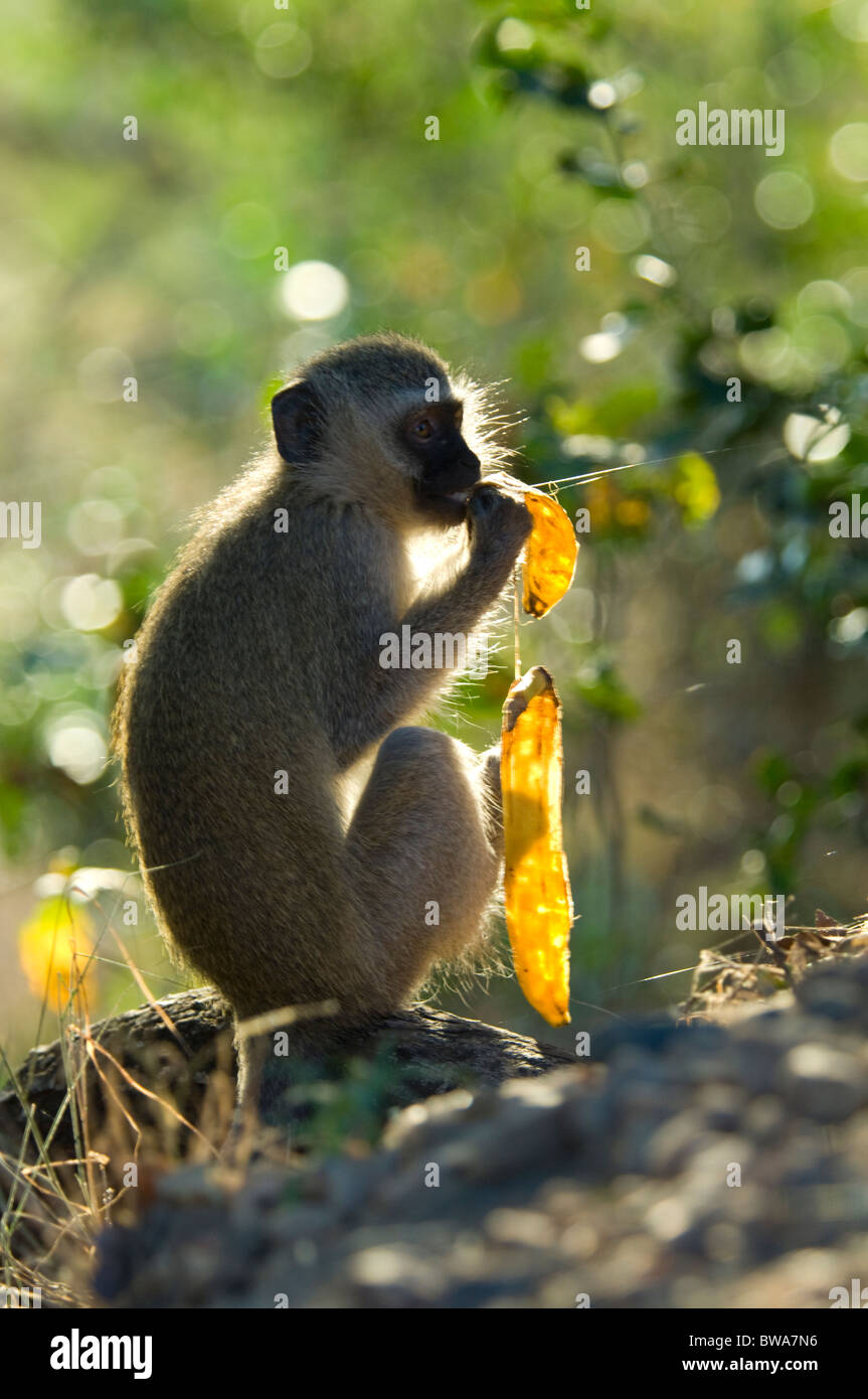 Vervet Affen Chlorocebus Pygerythrus Krüger Nationalpark in Südafrika Stockfoto Vervet Affen Chlorocebus Pygerythrus Krüger Nationalpark in Südafrika Stockfoto