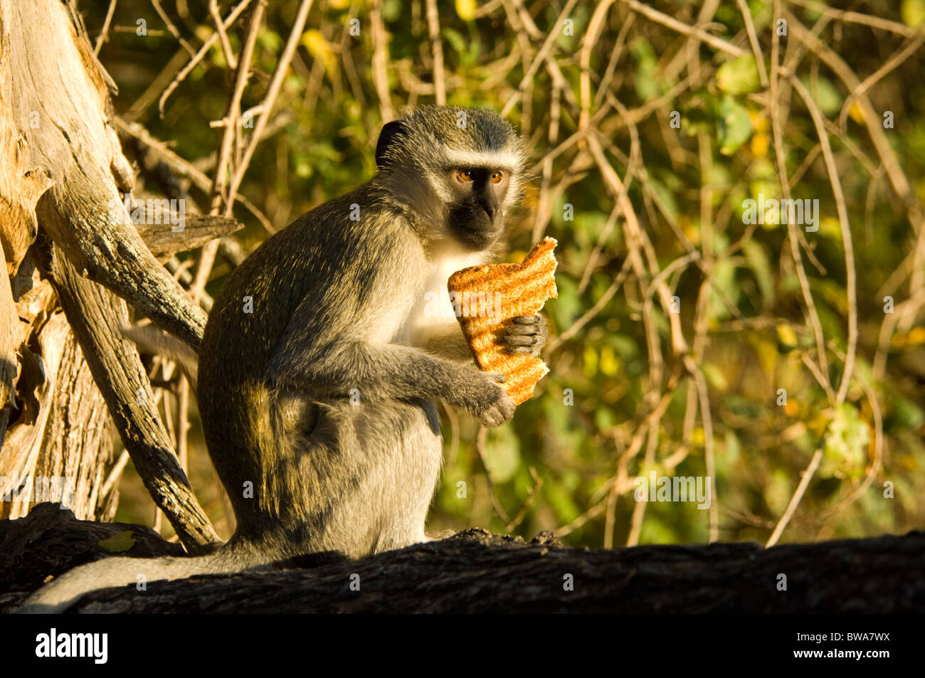 Vervet Affen Chlorocebus Pygerythrus mit einem gestohlenen Stück Toast Krüger Nationalpark in Südafrika Stockfoto Vervet Affen Chlorocebus Pygerythrus mit einem gestohlenen Stück Toast Krüger Nationalpark in Südafrika Stockfoto