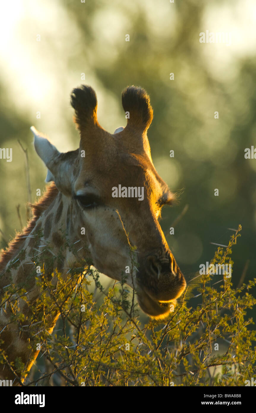 Giraffe, Krüger Nationalpark, Südafrika Stockfoto