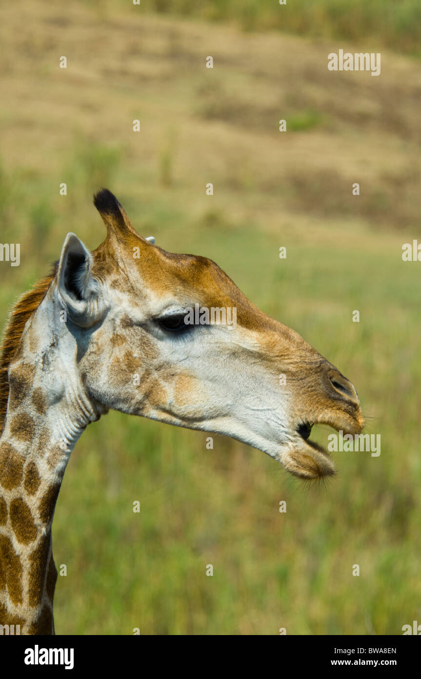 Giraffe, Krüger Nationalpark, Südafrika Stockfoto