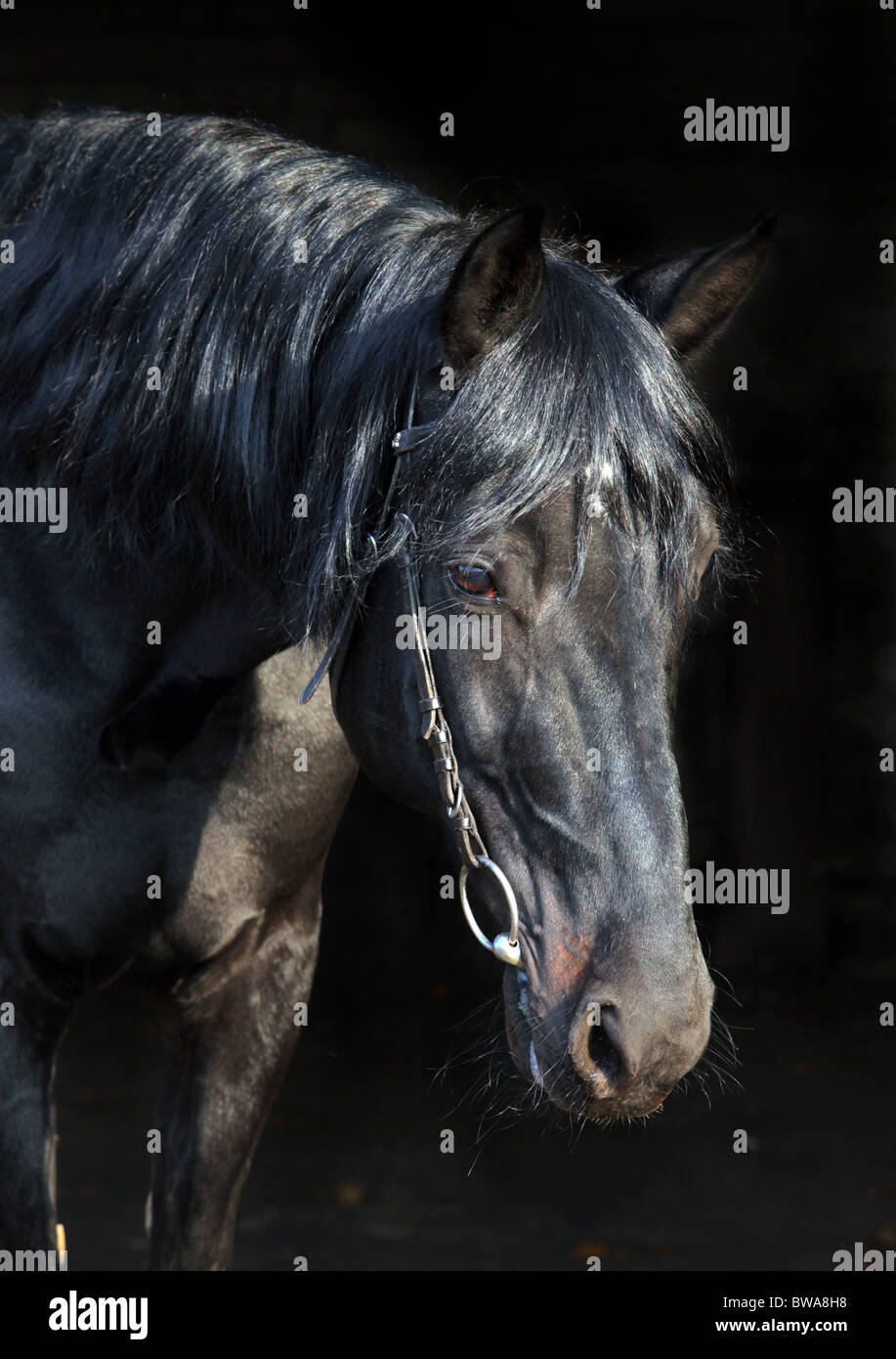 Porträt des schwarzen Pferdes auf schwarzem Hintergrund Stockfoto
