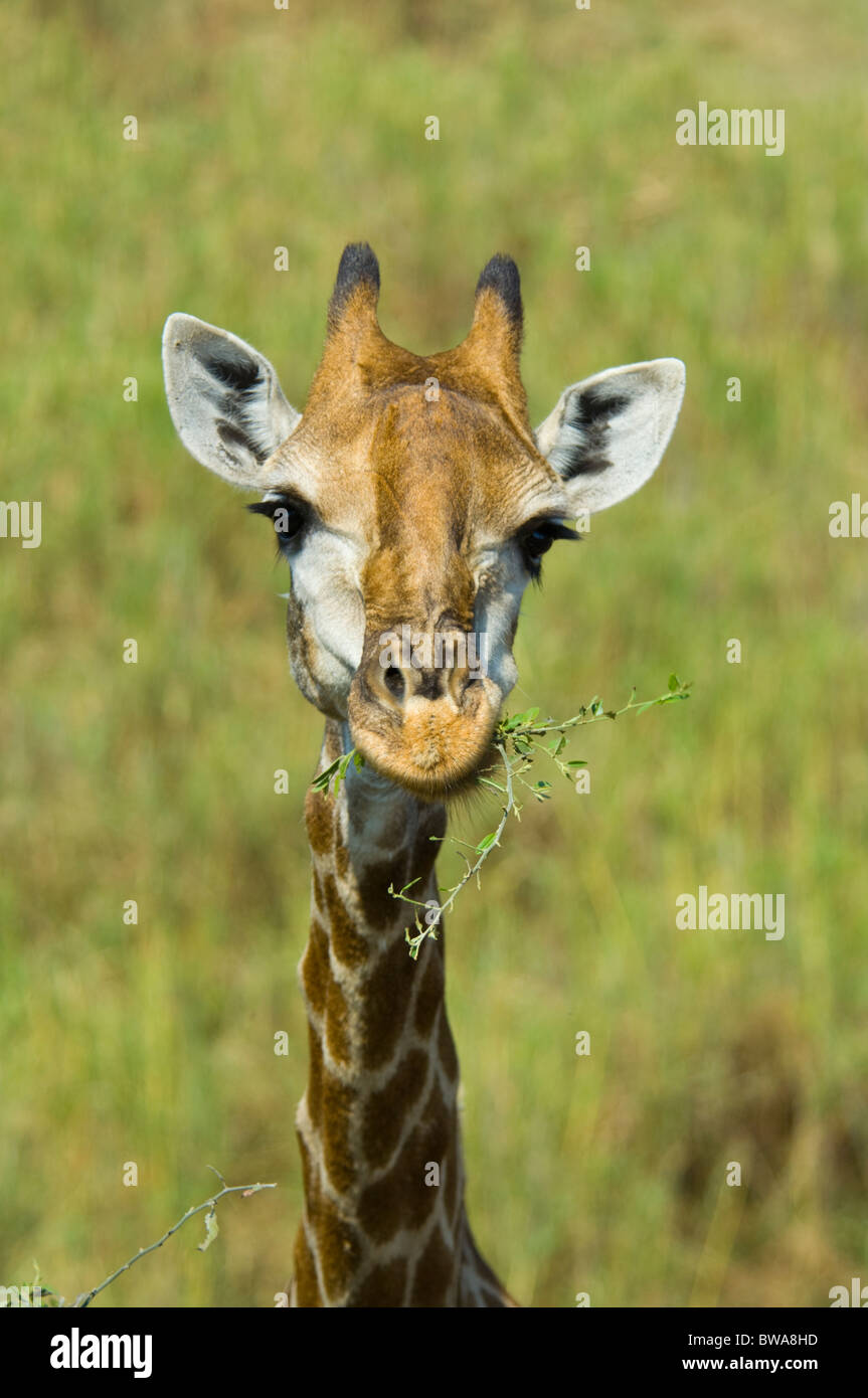 Giraffe, Krüger Nationalpark, Südafrika Stockfoto