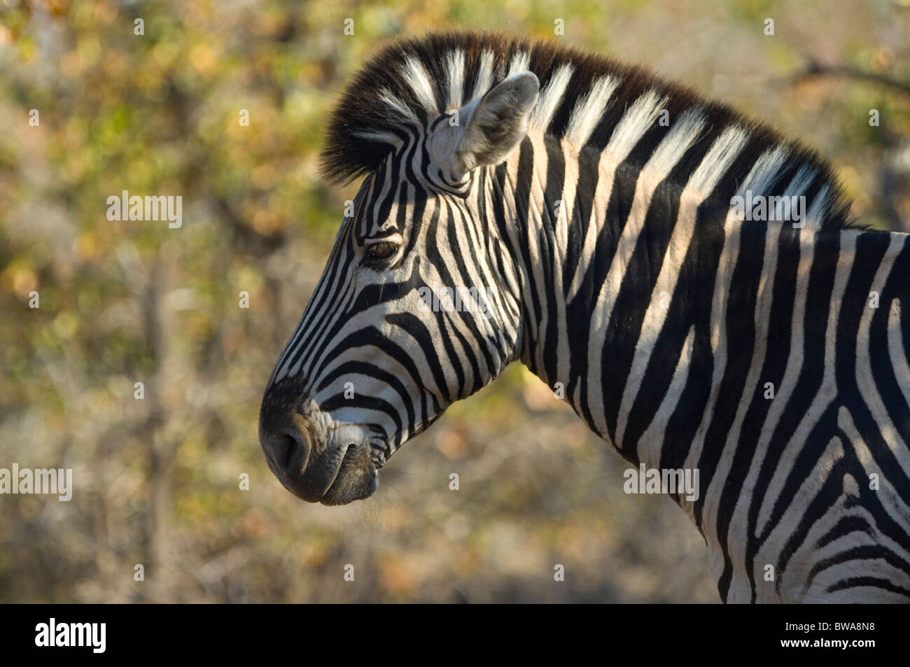 Zebra, Krüger Nationalpark, Südafrika Stockfoto