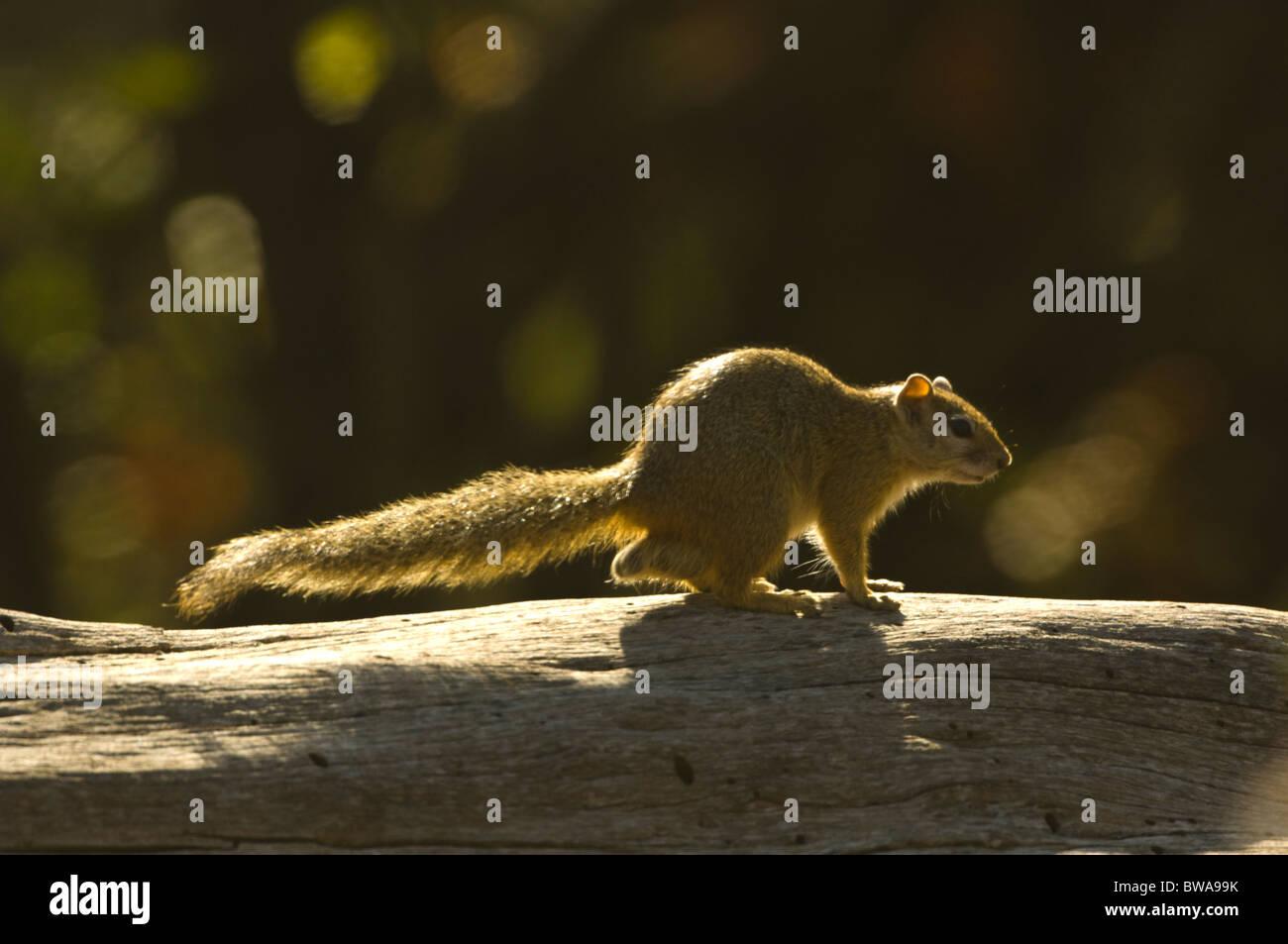 Baum-Eichhörnchen Paraxerus Cepapi Krüger Nationalpark in Südafrika Stockfoto