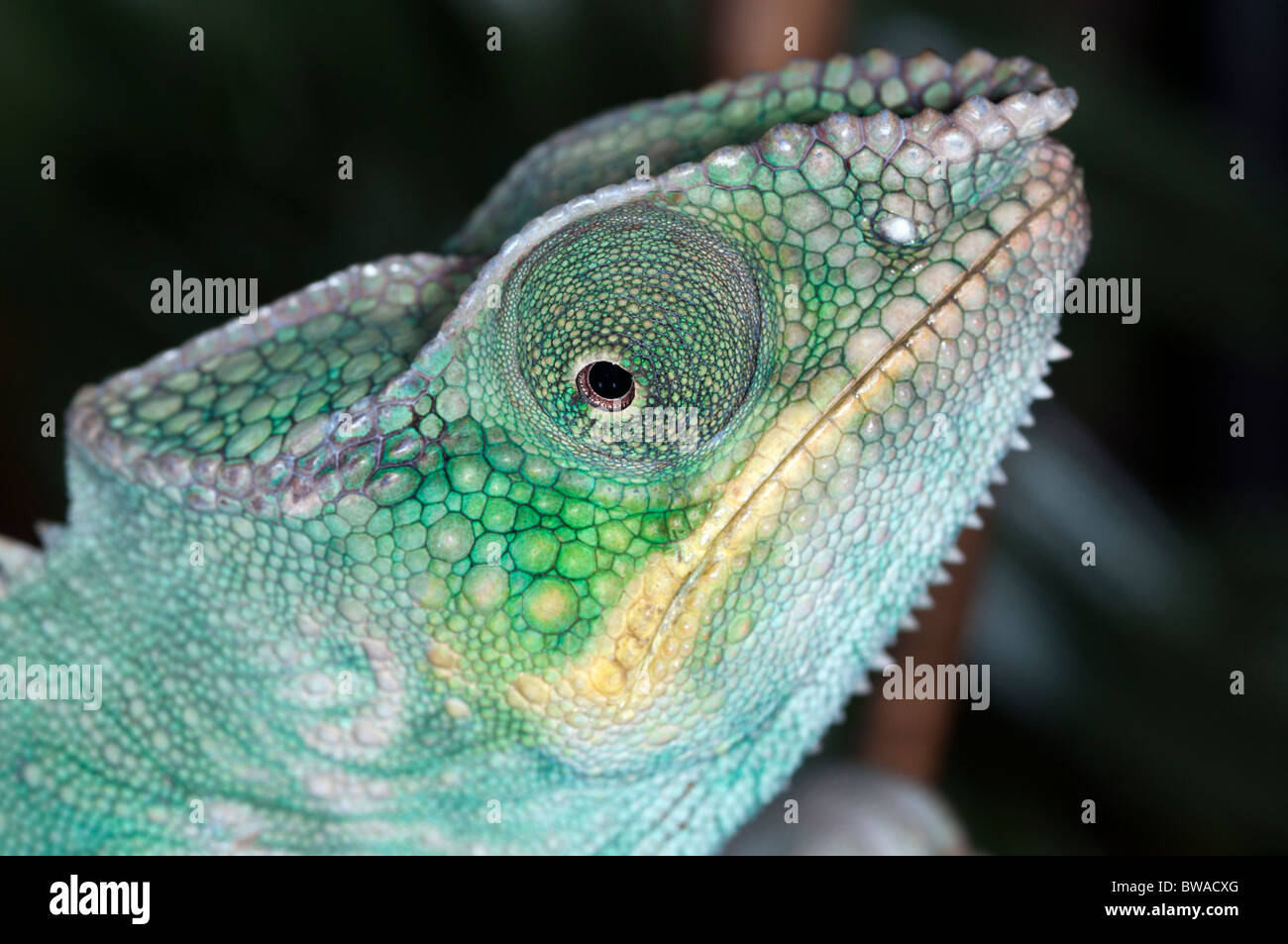 Pantherchamäleon von Nosy Be, Norden von Madagaskar Stockfoto