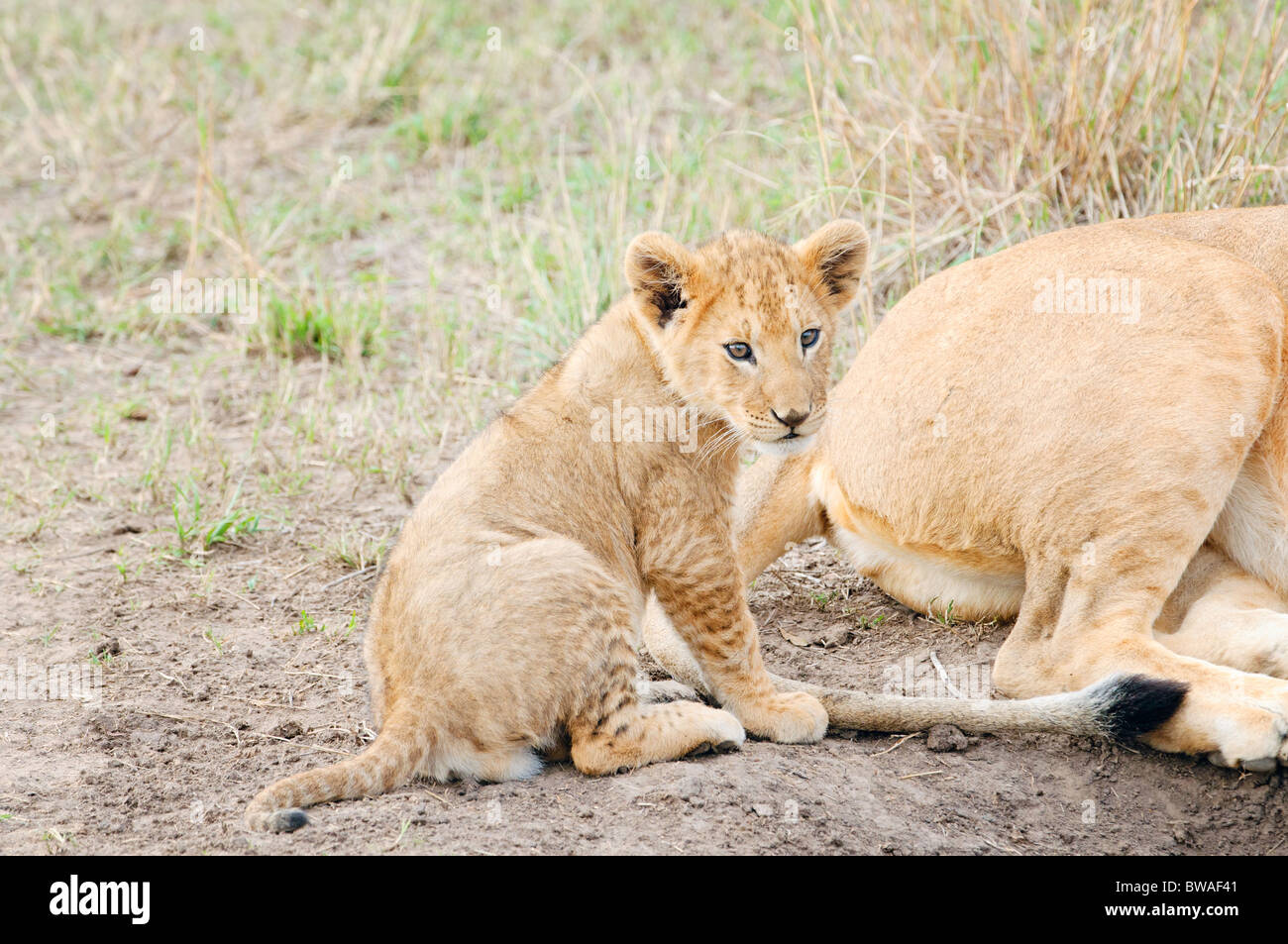 Ein Löwenjunges, eine Pause vom spielen mit seiner Mutter Rute in der Masai Mara in Kenia. Stockfoto