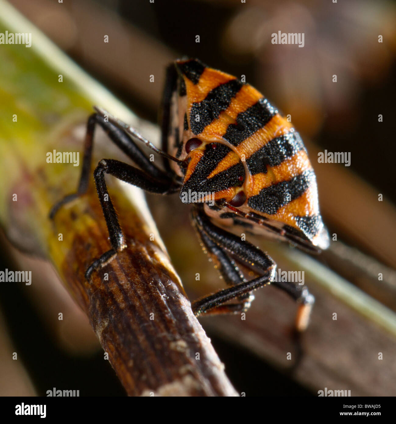 Graphosoma Lineatum, eine Art von Schild bug Stockfoto