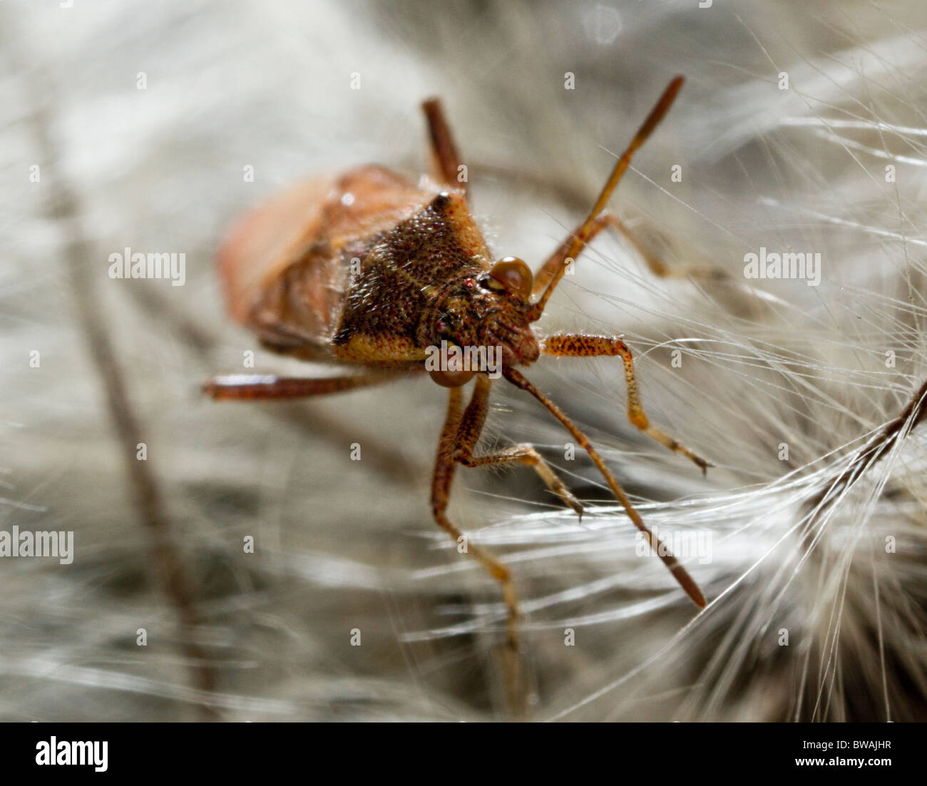 Kapsid oder Mirid Fehler Stockfoto