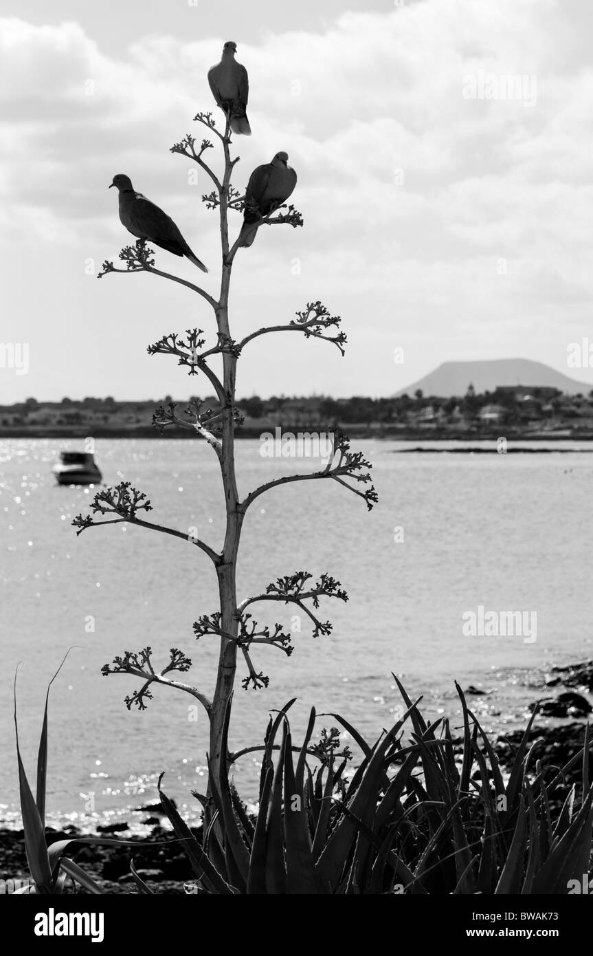 Fuerteventura, Kanarische Inseln - Corralejo, Tauben auf eine getrocknete Aloe Vera Spitze thront. Stockfoto