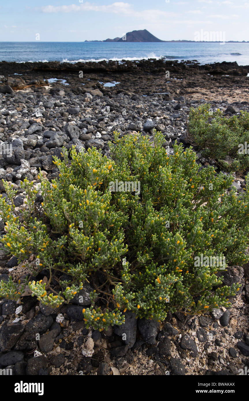 Fuerteventura, Kanarische Inseln - Küste saftige Vegetation und Isla de Lobos in Entfernung von Corralejo. Stockfoto