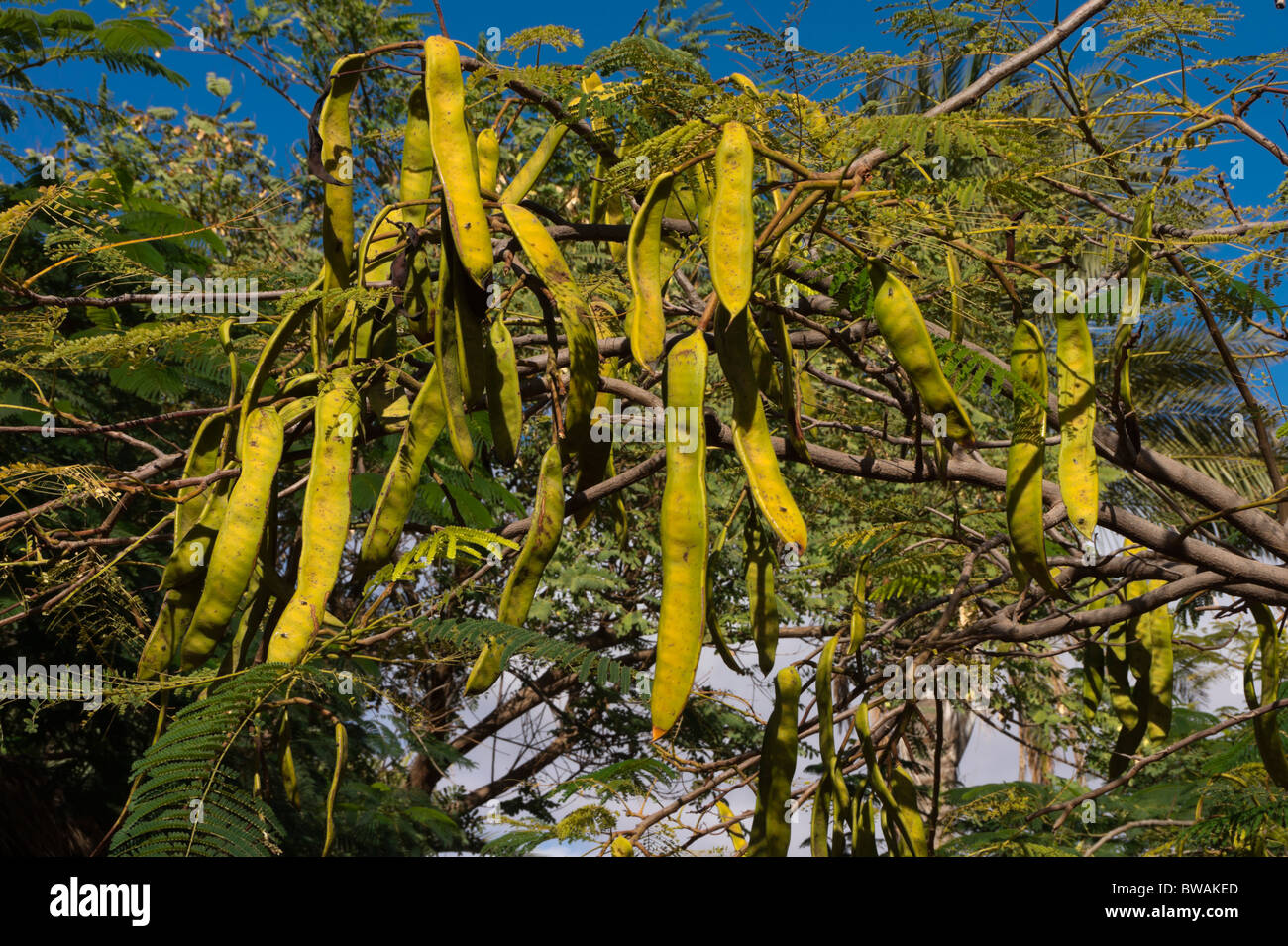 Fuerteventura, Kanarische Inseln - Johannisbrot Bohne Hülsen Unreife. Stockfoto