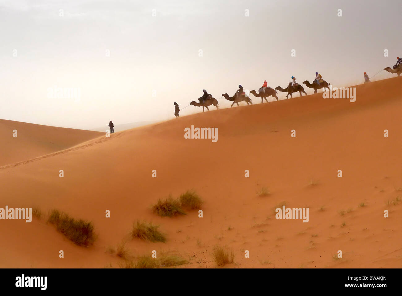 Kamelkarawane in der marokkanischen Sahara Stockfoto