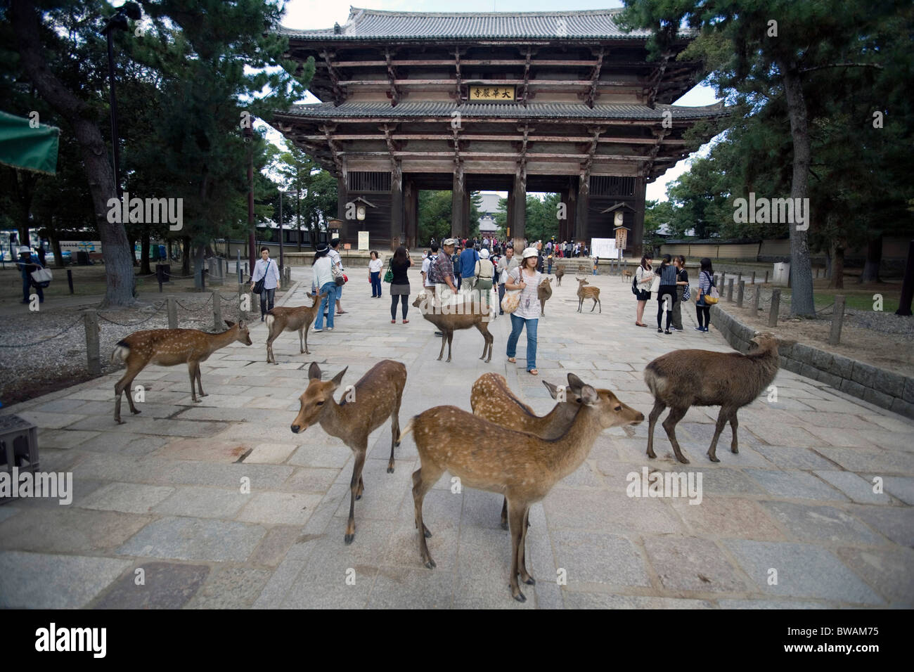 Hirsche im Todaiji Tempel, Nara, Japan. Stockfoto