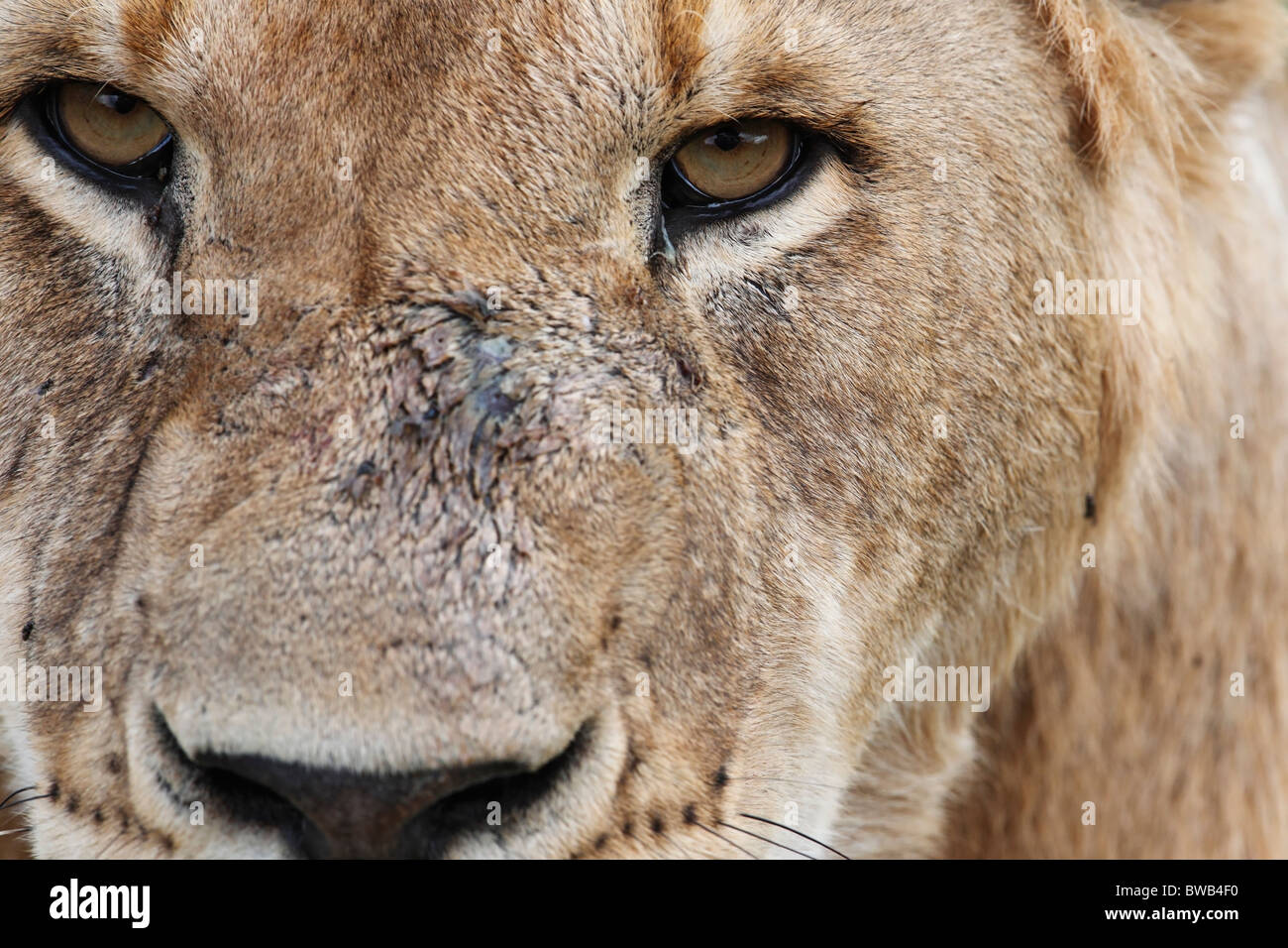 Masai Mara Löwe - Nahaufnahme Stockfoto