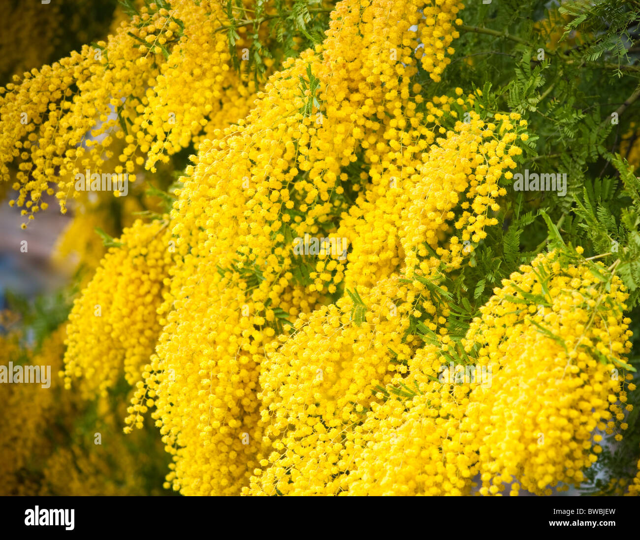 Gelbe Mimosen Blüten Nahaufnahme Stockfoto