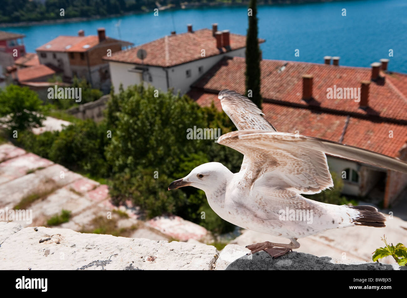 Möwe beim Start über kleine mediterrane Stadt. Rovinj, Kroatien. Beliebtes touristisches Ausflugsziel. Stockfoto