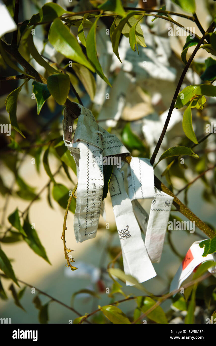 Omikuji (aka Mikuju), Papier Vermögen, gebunden an einen Baum in einem Shinto-Schrein in Japan Stockfoto