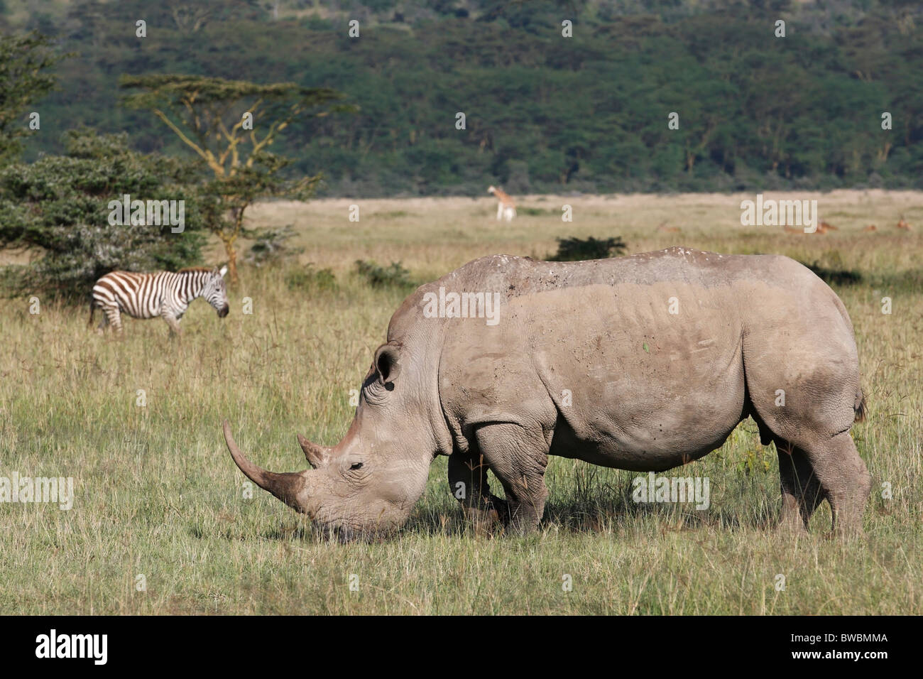 White Rhino Weiden, Lake-Nakuru-Nationalpark, Kenia. Stockfoto