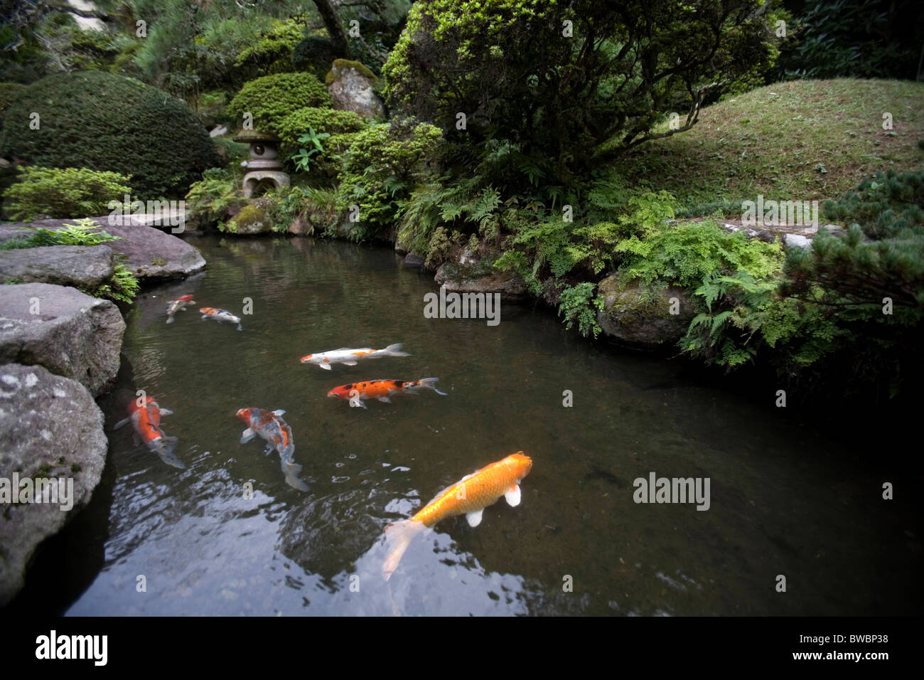 Fische in einem Gartenteich, Beppu, Japan. Stockfoto