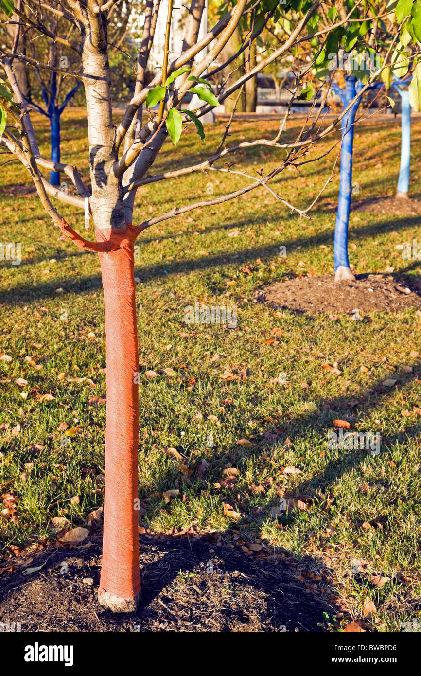 Bäumchen für den Winter geschützt Stockfoto