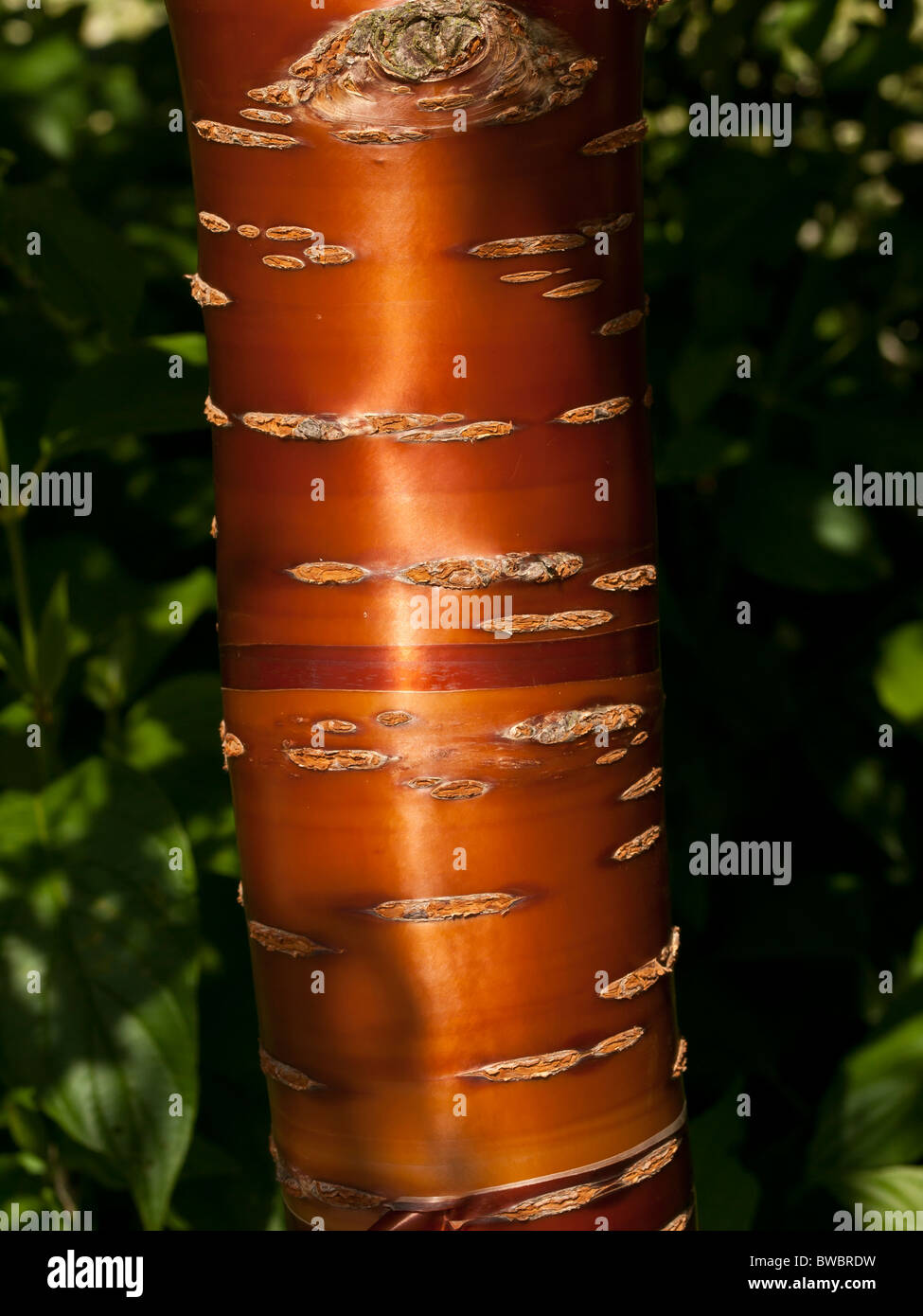 Stamm und Rinde der Prunus Serrula aus Westchina Stockfoto