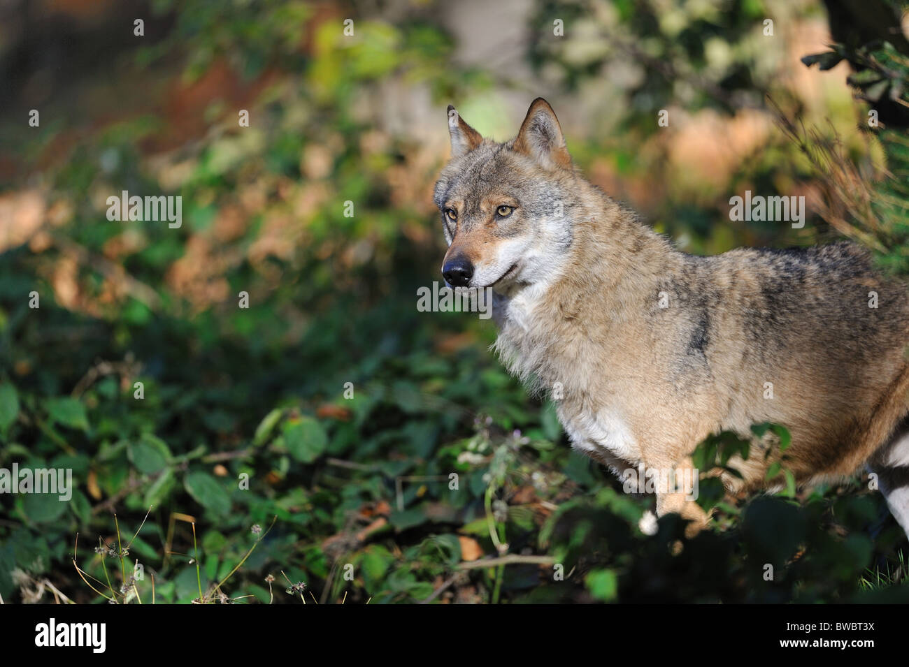 Europäischer Wolf - eurasischen Wolf (Canis Lupus Lupus) männlich stehend in einem Busch - NP Sumava - NP Bayerischer Wald - Deutschland Stockfoto