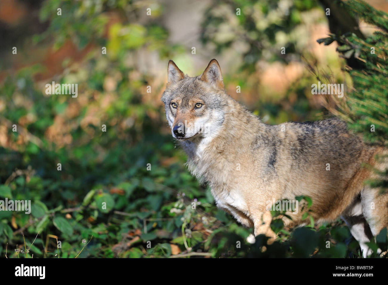 Europäischer Wolf - eurasischen Wolf (Canis Lupus Lupus) männlich stehend in einem Busch - NP Sumava - NP Bayerischer Wald - Deutschland Stockfoto