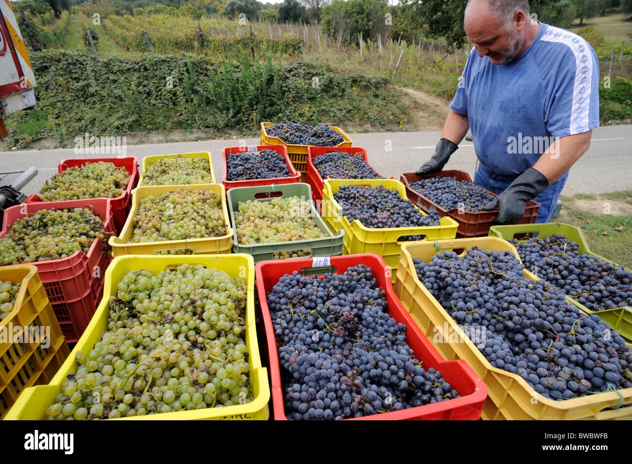 Italien, Basilicata, Roccanova, Traubenernte, Landwirt beladen LKW mit Traubenkisten Stockfoto