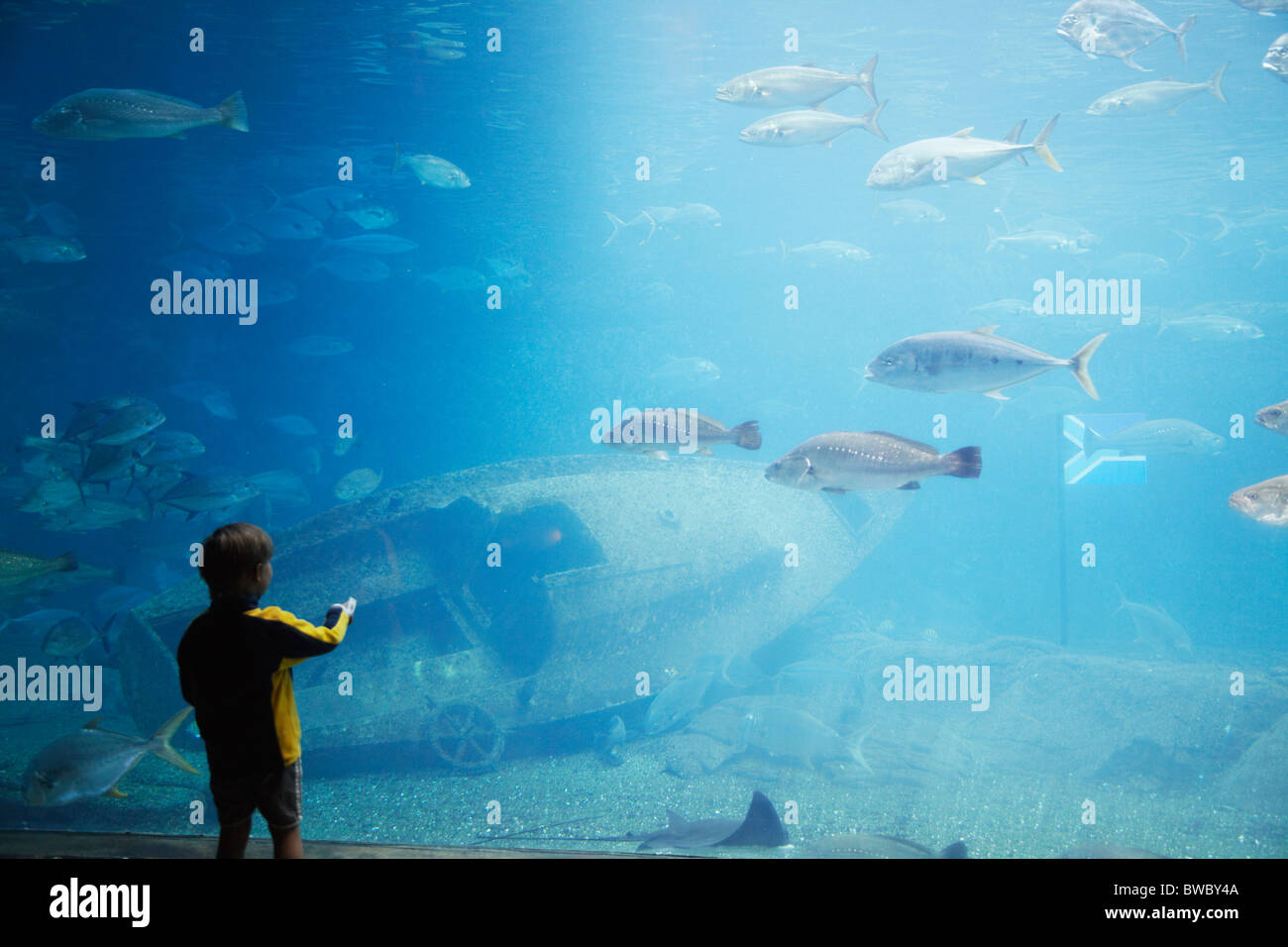 Kind in Aquarium betrachten uShaka Marine World, Durban, KwaZulu-Natal, Südafrika Stockfoto