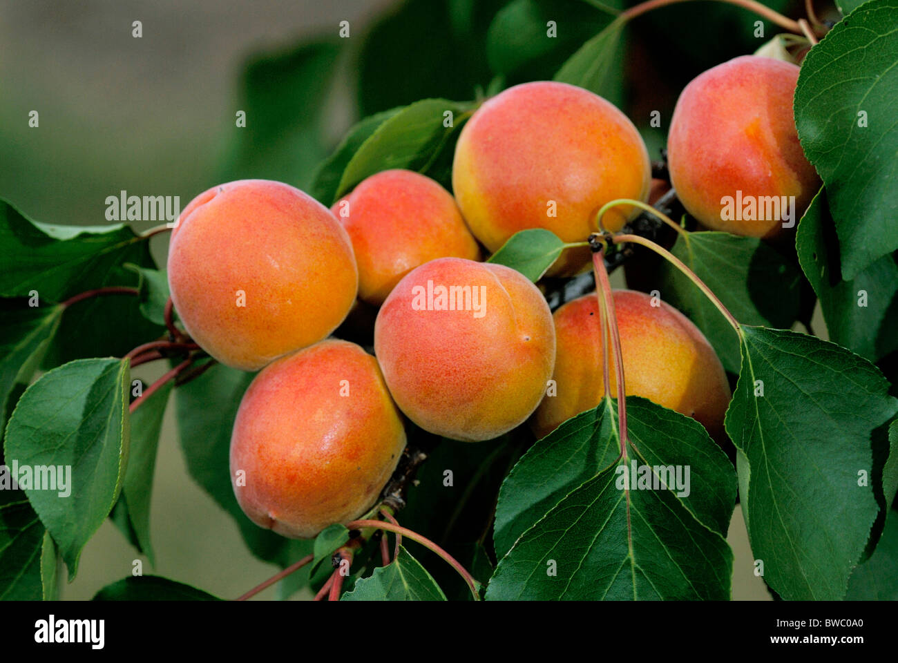 Inländische Aprikose (Prunus Armeniaca), Sorte: Bergarouge, reife Frucht am Baum. Stockfoto