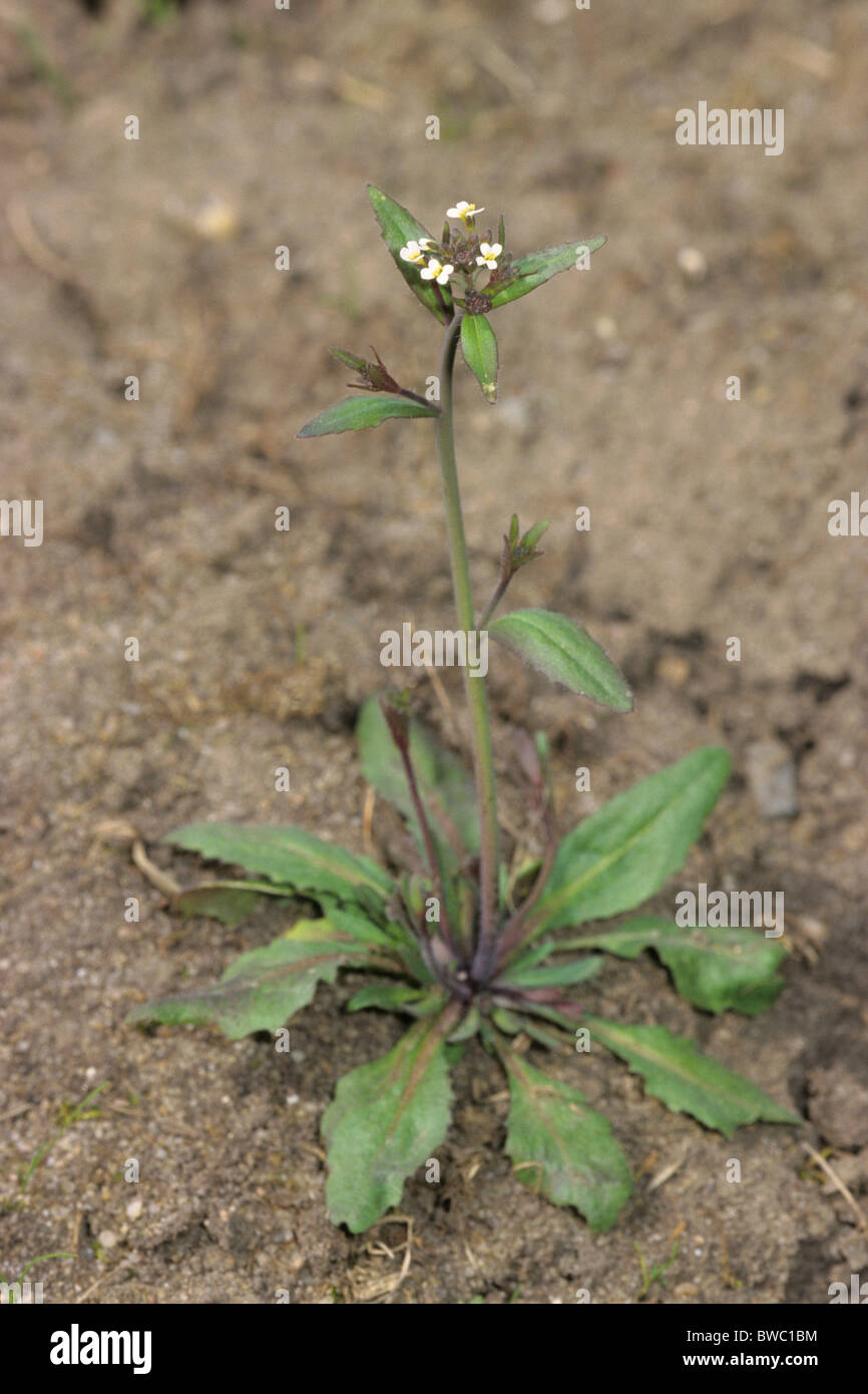 Ackerschmalwand (Arabidopsis Thaliana), blühende Pflanze. Das erste Werk, dessen Genom vollständig zugeordnet wurde. Stockfoto