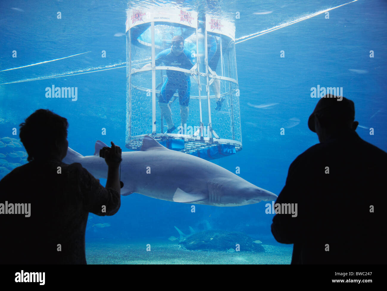 Frau, die Dreharbeiten Menschen Käfigtauchen in Hai-Aquarium im uShaka Marine World, Durban, KwaZulu-Natal, Südafrika Stockfoto