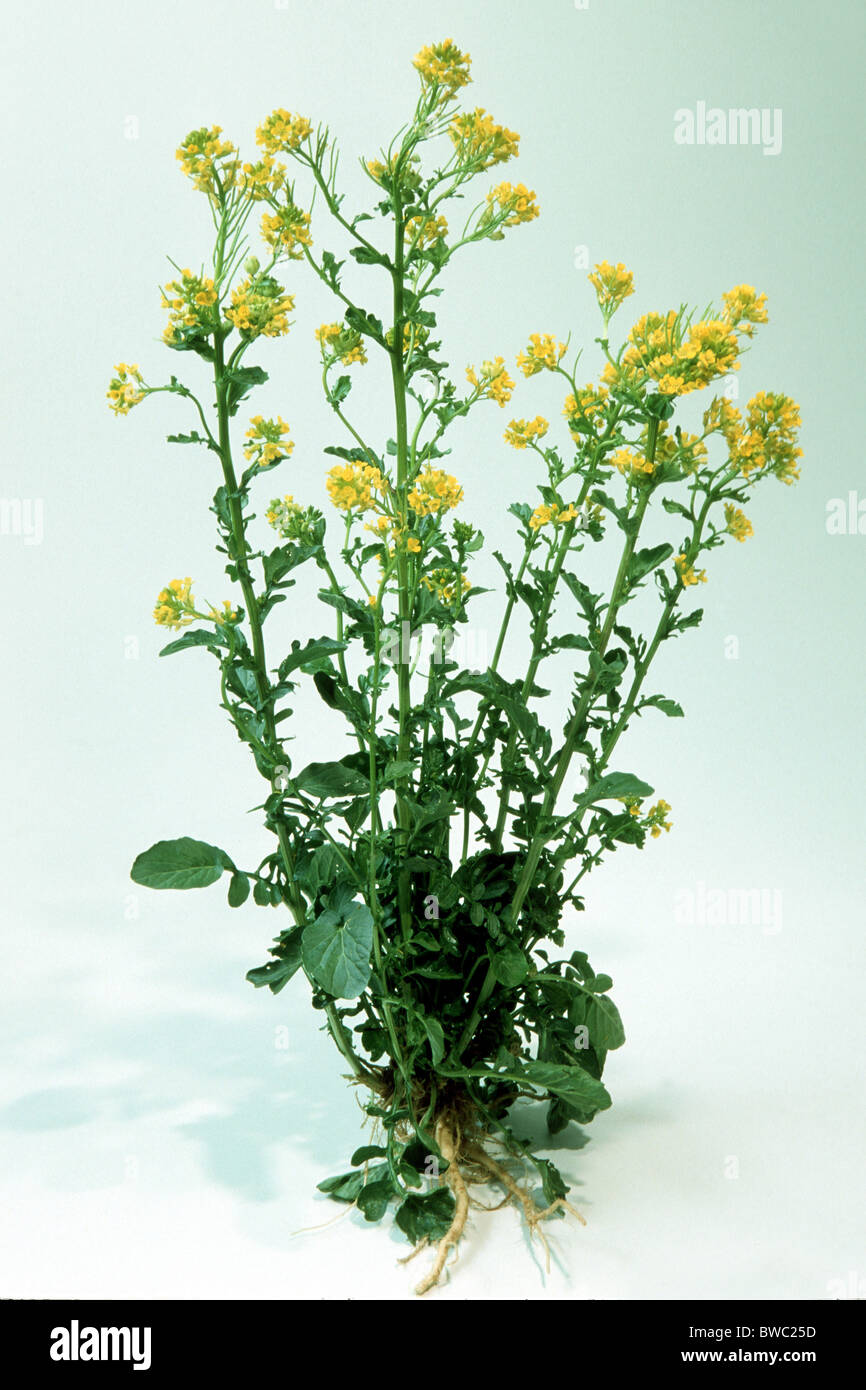Schaumkraut, gelbe Rocketcress (Barbarea Vulgaris), blühende Pflanze, Studio Bild. Stockfoto
