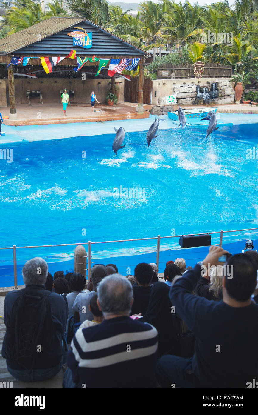 Delphin show im uShaka Marine World, Durban, KwaZulu-Natal, Südafrika Stockfoto