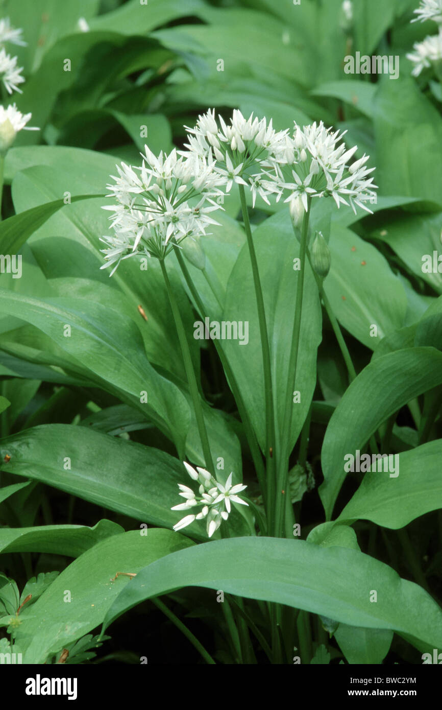 Bärlauch, Holz-Knoblauch (Allium Ursinum), blühende Pflanze. Stockfoto